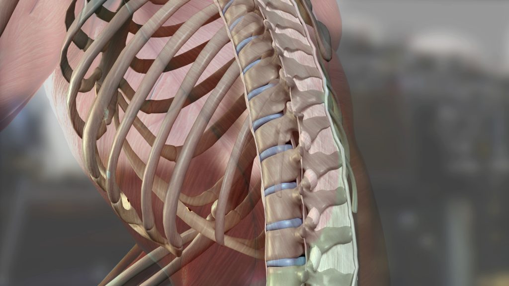 3D animation showing the spine, ligaments, discs and bone structures of the body